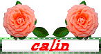 câlins roses